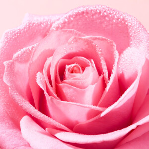 Nuxe Very Rose Yüz Peelingi 75 ml - 4